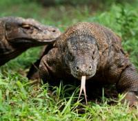 A Komodo Dragon
